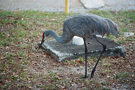 [Close view of a crane bending down toward the ground. Its wings appear to have spots or mottled sections rather  than being just a single shade of grey.]